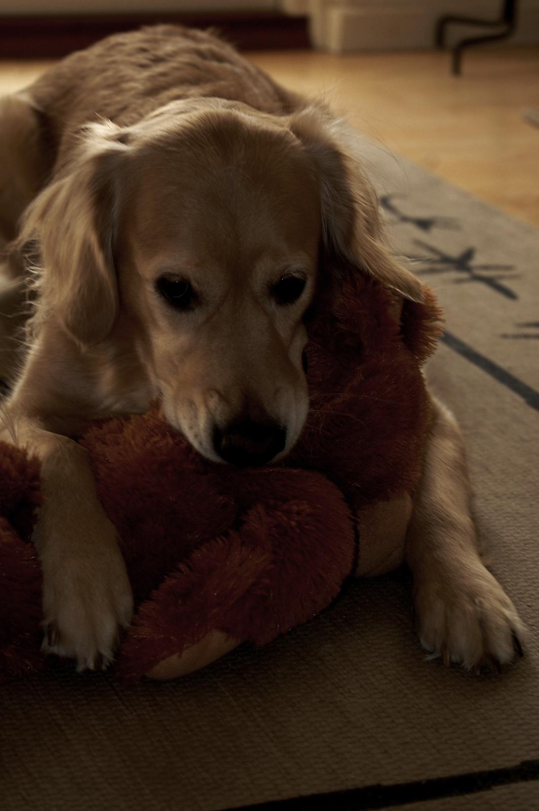 Golden retriever Niclanoma's Krongaard Tikka - Solgt :'( - 18) Det er min bamse, jeg har selv fået den af min mor!  billede 18