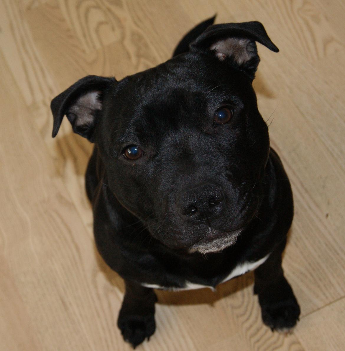 Staffordshire bull terrier *Cuba* R.I.P. billede 10