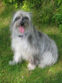 Pyrenæisk hyrdehund Happybeast Columbine (Crazy) - Smukke Crazy billede 1