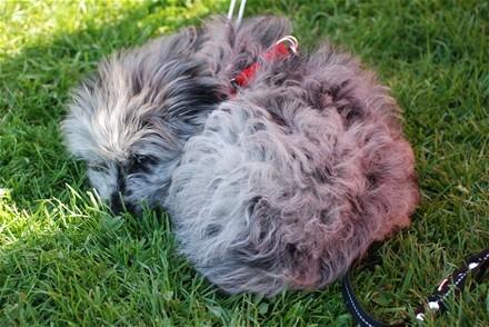 Pyrenæisk hyrdehund Happybeast Columbine (Crazy) billede 2