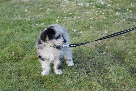 Pyrenæisk hyrdehund Happybeast Columbine (Crazy) billede 3