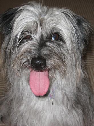 Pyrenæisk hyrdehund Happybeast Columbine (Crazy) billede 4