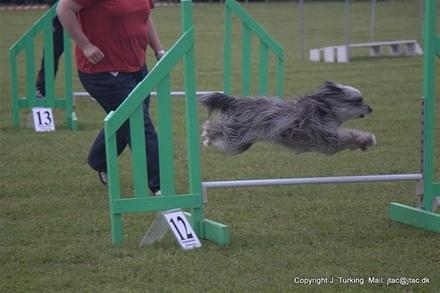 Pyrenæisk hyrdehund Happybeast Columbine (Crazy) billede 5