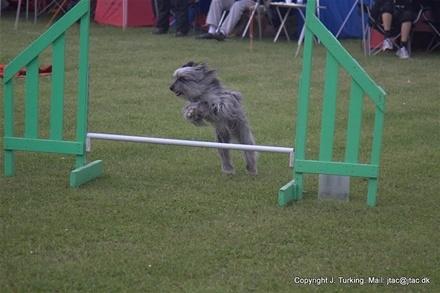 Pyrenæisk hyrdehund Happybeast Columbine (Crazy) billede 6