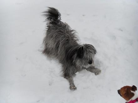 Pyrenæisk hyrdehund Happybeast Columbine (Crazy) billede 7