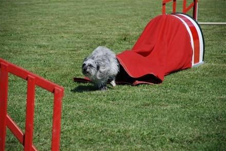 Pyrenæisk hyrdehund Happybeast Columbine (Crazy) billede 8