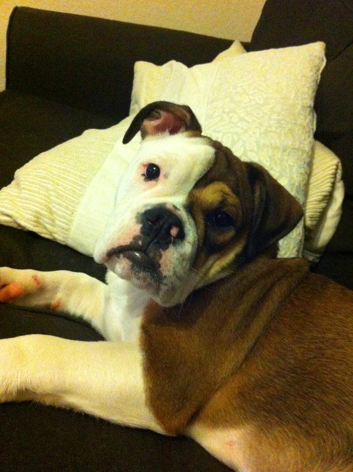 Olde english bulldogge Bulltok's Diesel <3 - Vores lille baby, 3 måneder og 3 uger gammel <3 billede 5