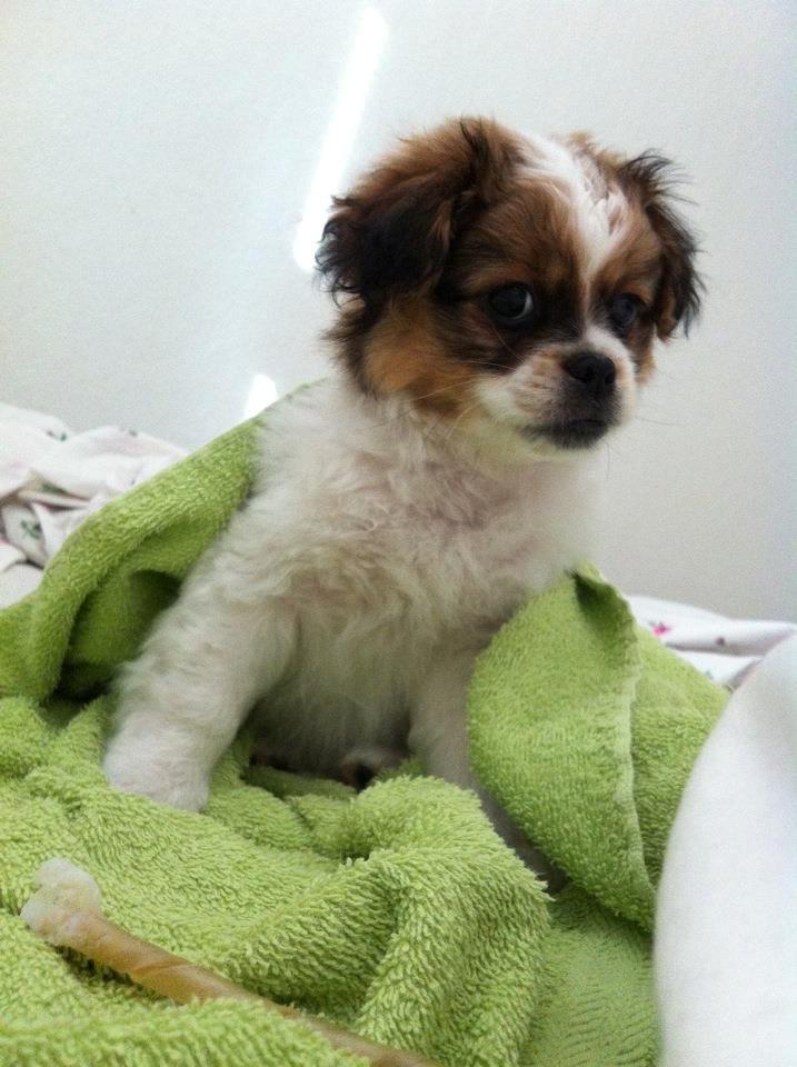 Blanding af racer Ludvig  - Ludvig efter sit første bad :) billede 1