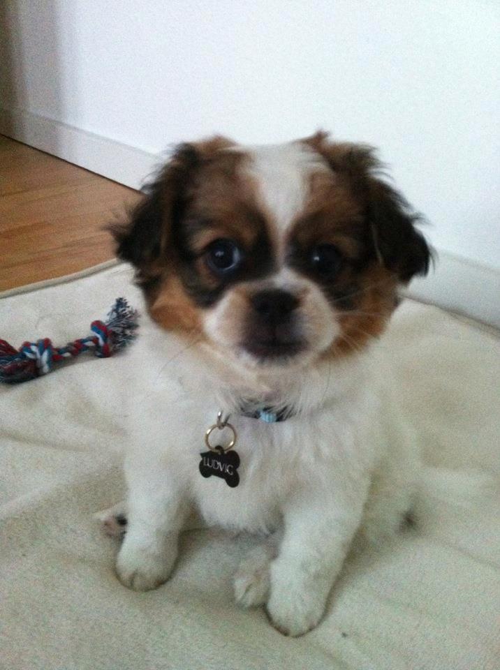 Blanding af racer Ludvig  - Ludvig 8 uger :)  billede 2