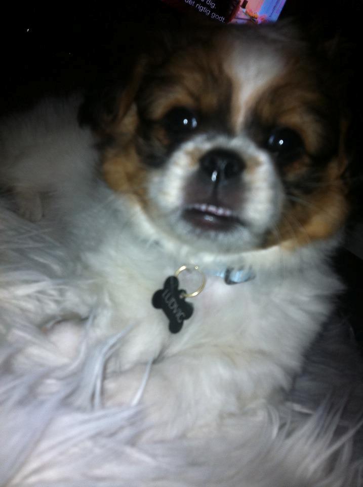 Blanding af racer Ludvig  - Har en lille smule underbid :) billede 3