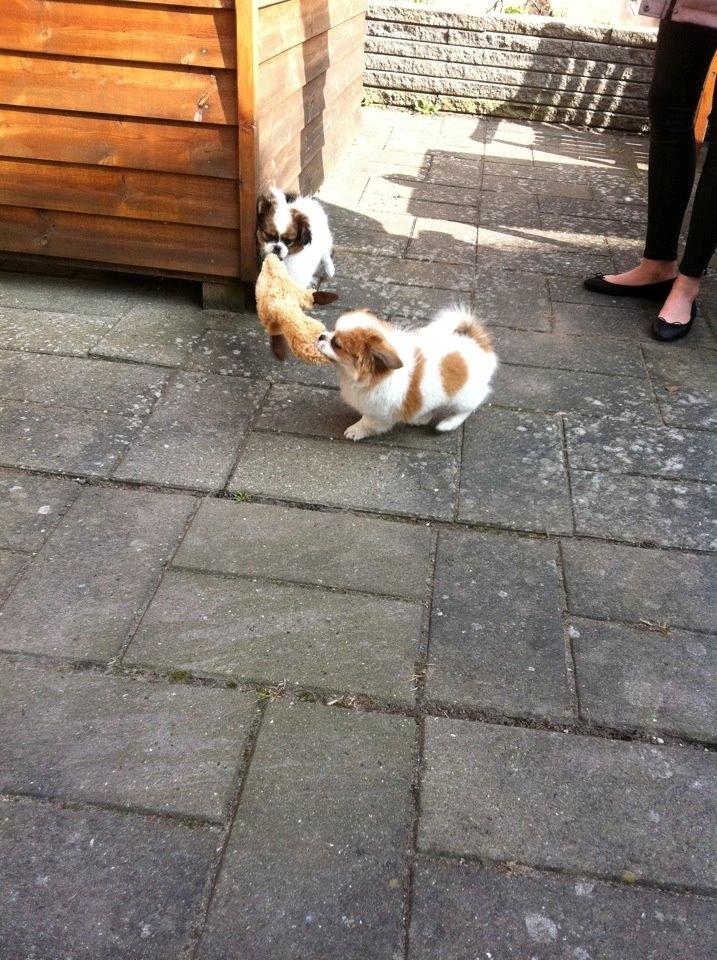 Blanding af racer Ludvig  - Leger med bror Konrad :) billede 4