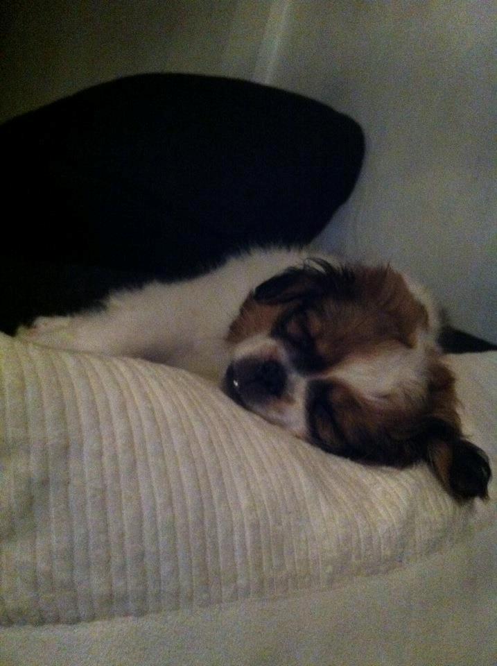 Blanding af racer Ludvig  - Putter i sofaen :) billede 5