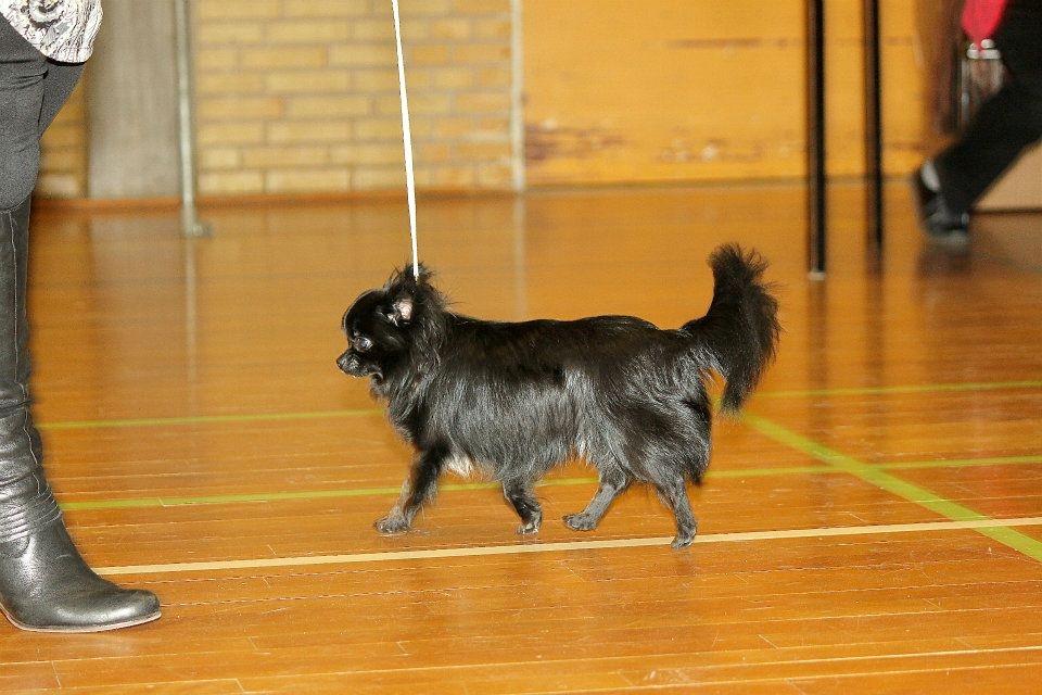 Chihuahua Lise´s Sumo *udstationeret* billede 3