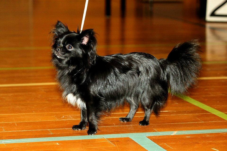 Chihuahua Lise´s Sumo *udstationeret* billede 1