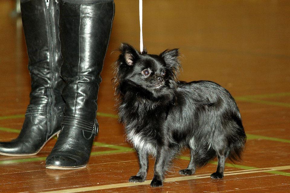 Chihuahua Lise´s Sumo *udstationeret* billede 2