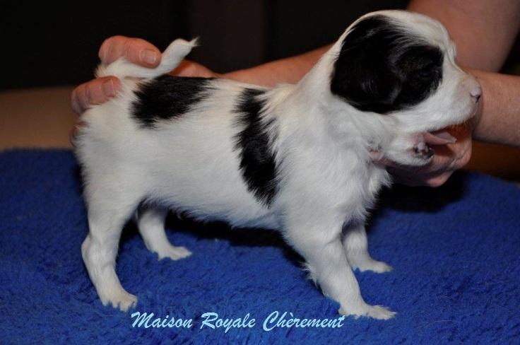 Papillon Maison Royale Chèrement  - Gab, hårdt at være model hver uge!  billede 10