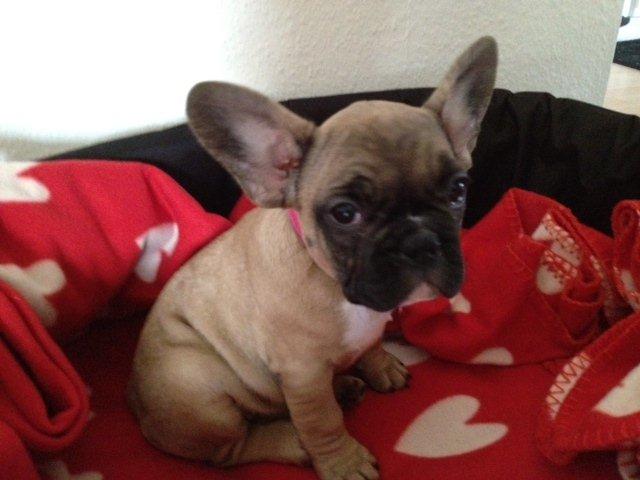 Fransk bulldog Zola - den dag jeg kom hjem til min nye familie ;) billede 1