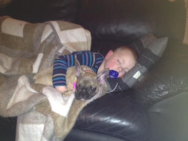 Fransk bulldog Zola - puttetid billede 2