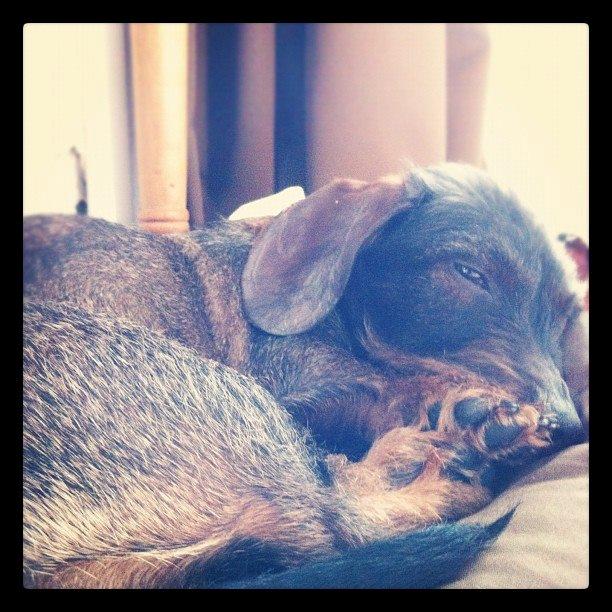 Gravhund Atempo's Yana (Jarna) - Smukke Yana dagen efter hun blev steriliseret. billede 2