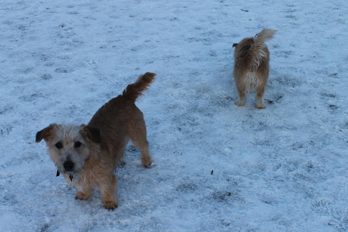 Irish Glen of Imaal Terrier Aiofe (Aifi) - Velkommen til Aifis profil.
På en hyggelig gåtur med alle fire hunde. :) Alva, hendes mor, i baggrunden med numsen til. billede 1
