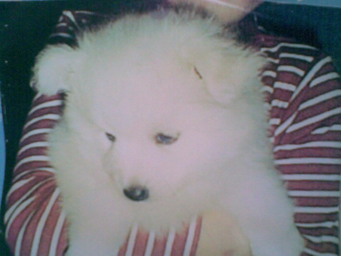 Japansk spids Kookoo - Min, dengang lille, engel <3 billede 8