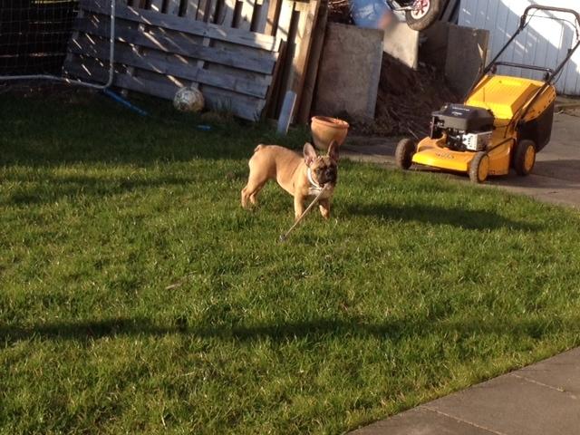 Fransk bulldog Zola - nyder haven billede 3
