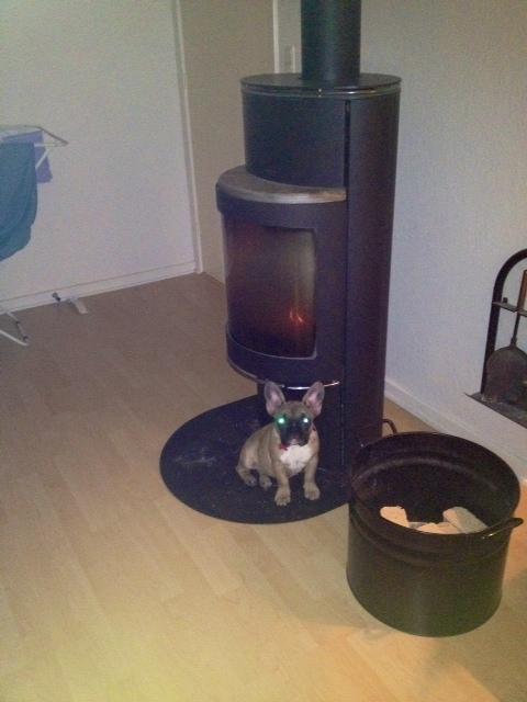 Fransk bulldog Zola - på en kold dag, er det dejligt med en brændeovn :) billede 4