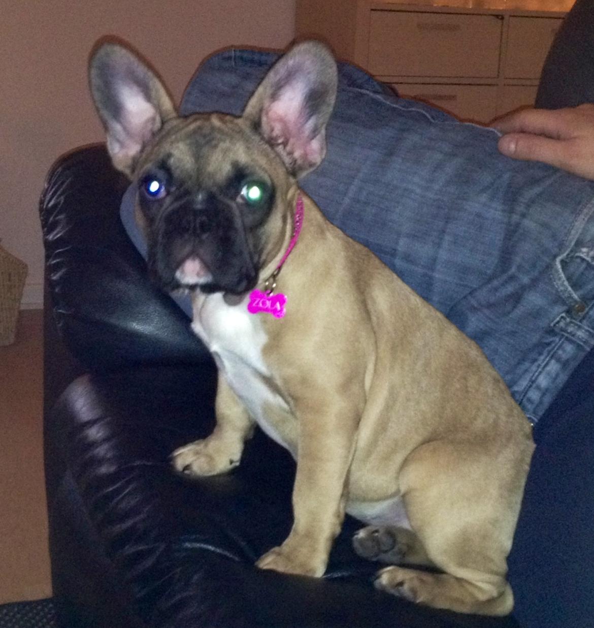 Fransk bulldog Zola - bestemt dame billede 5