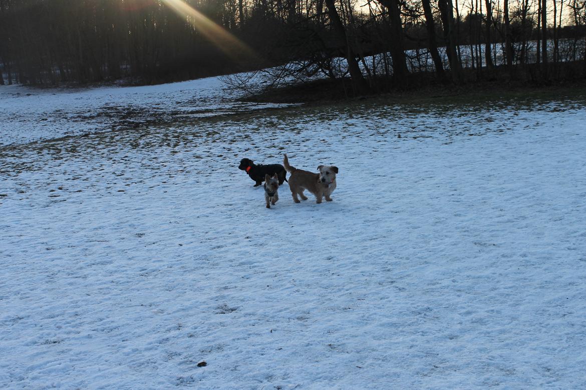 Irish Glen of Imaal Terrier Aiofe (Aifi) - Aifi, Jarna og Waldemar på tur :o) billede 19