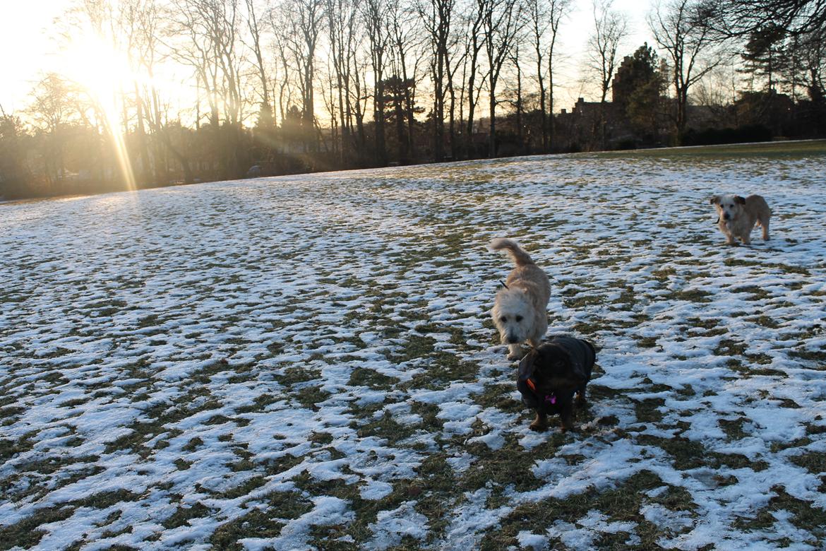 Irish Glen of Imaal Terrier Mac Nally's Ailbhe (Alva) - Ude og gå tur :) Jarna, Alva og Aifi. billede 5