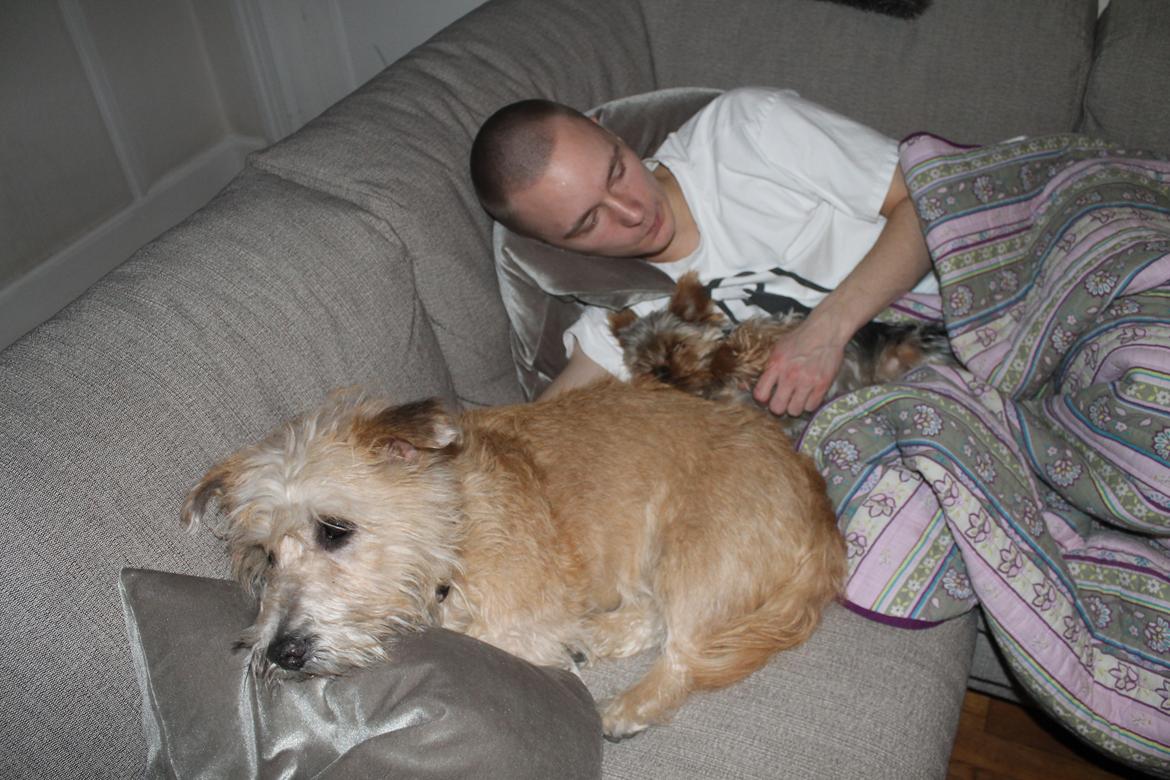 Irish Glen of Imaal Terrier Mac Nally's Ailbhe (Alva) - Alva ligger og slapper af sammen med min kæreste og Waldemar. billede 8