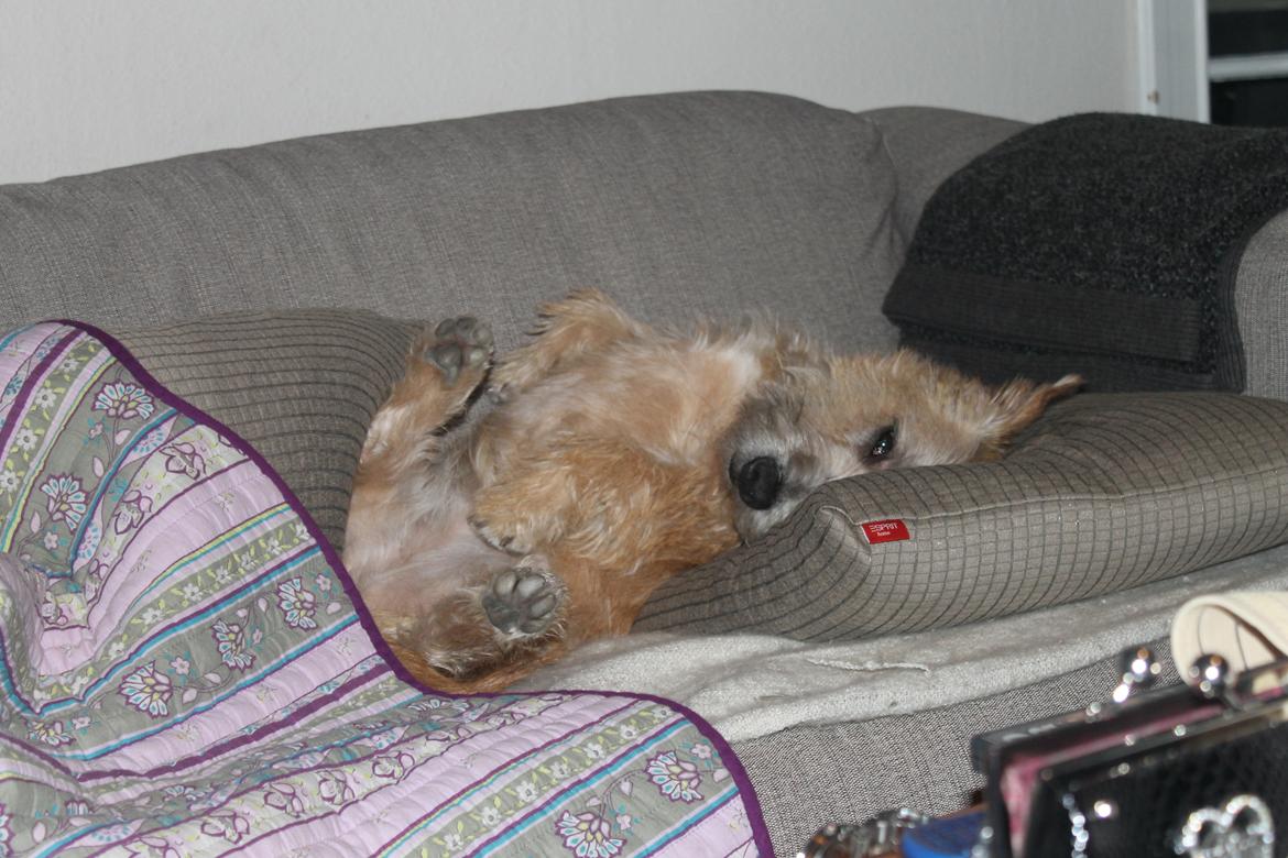 Irish Glen of Imaal Terrier Aiofe (Aifi) - Aifi sover. ;) billede 4