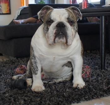 Engelsk bulldog Elvis (R.I.P) billede 2