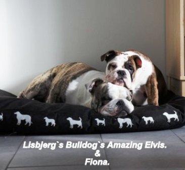 Engelsk bulldog Elvis (R.I.P) billede 4