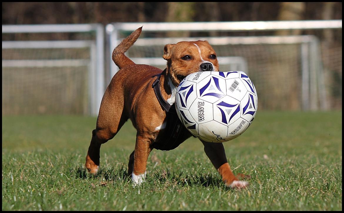 Staffordshire bull terrier Inez  billede 18