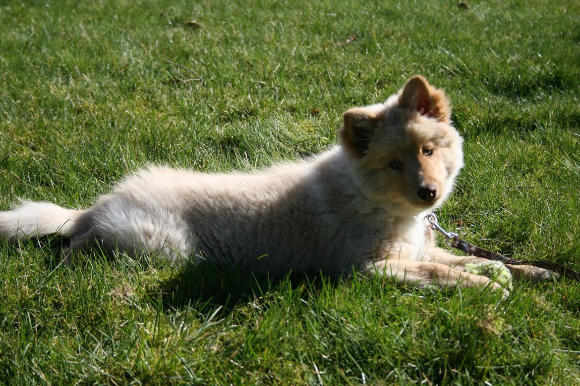 Finsk lapphund Leika (Ramona) - 3 mdr billede 10