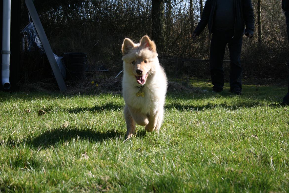 Finsk lapphund Leika (Ramona) - 3 mdr billede 12