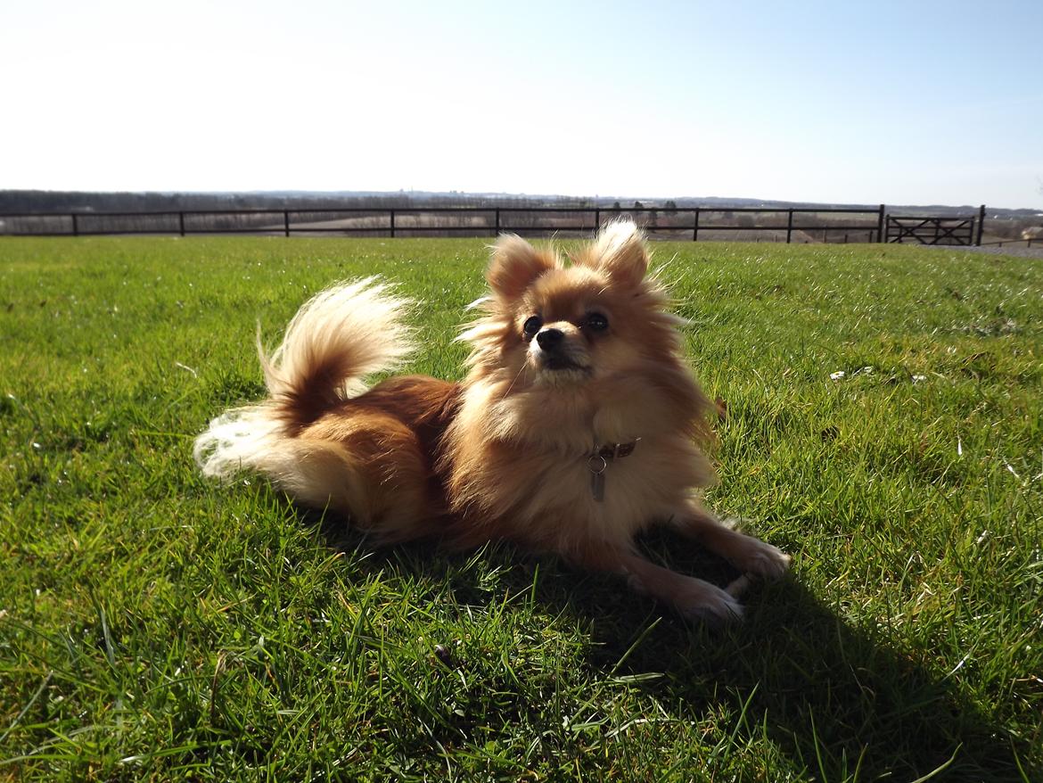 Pomeranian Cleo billede 2