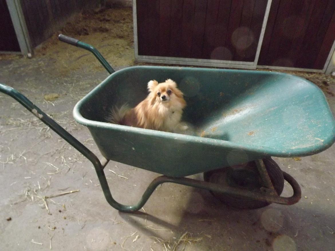 Pomeranian Cleo - Staldhunden Cleo billede 12