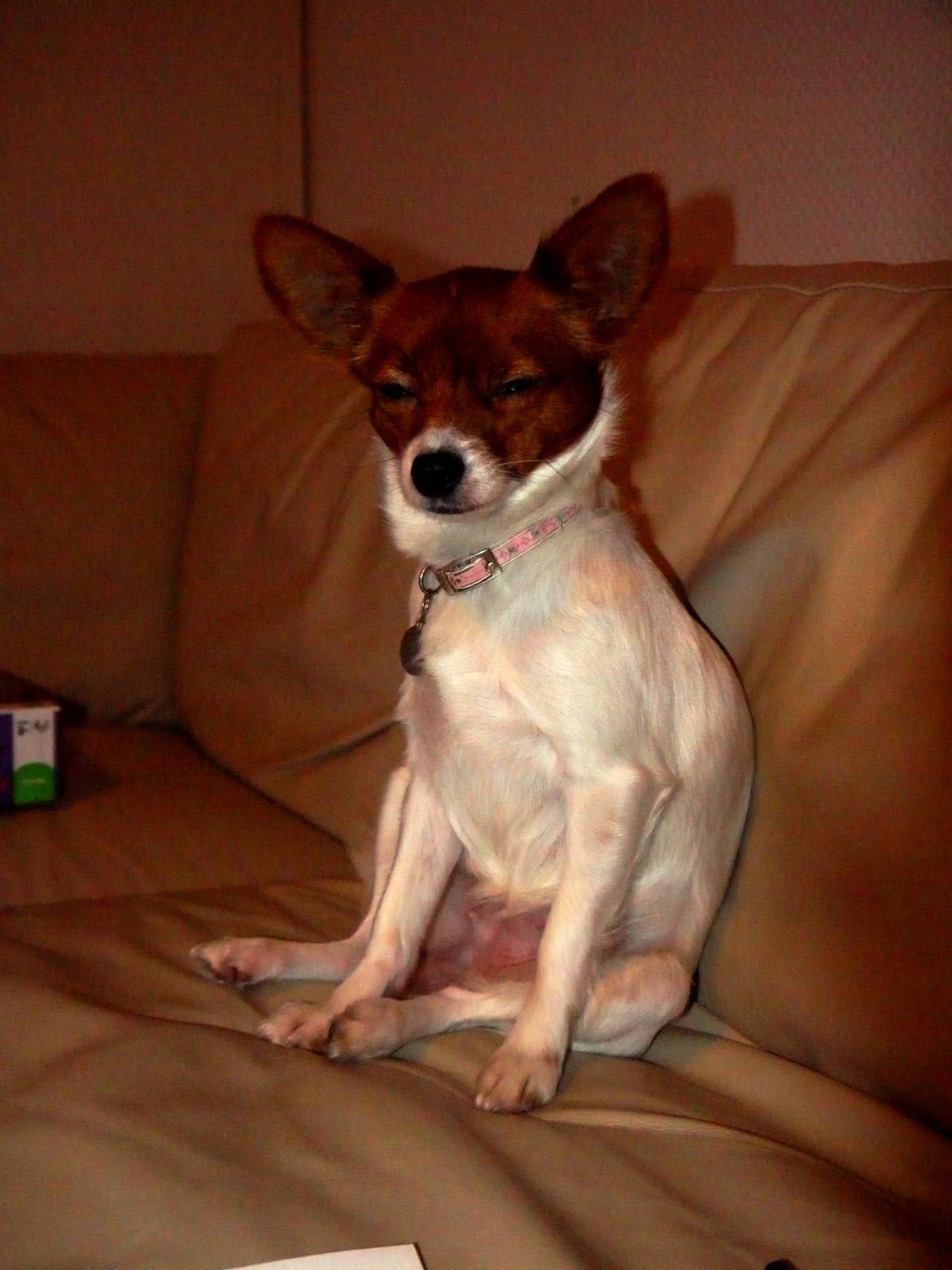 Blanding af racer Poe - Poe sidder op og sover ZzZ. Tak for kigget billede 42