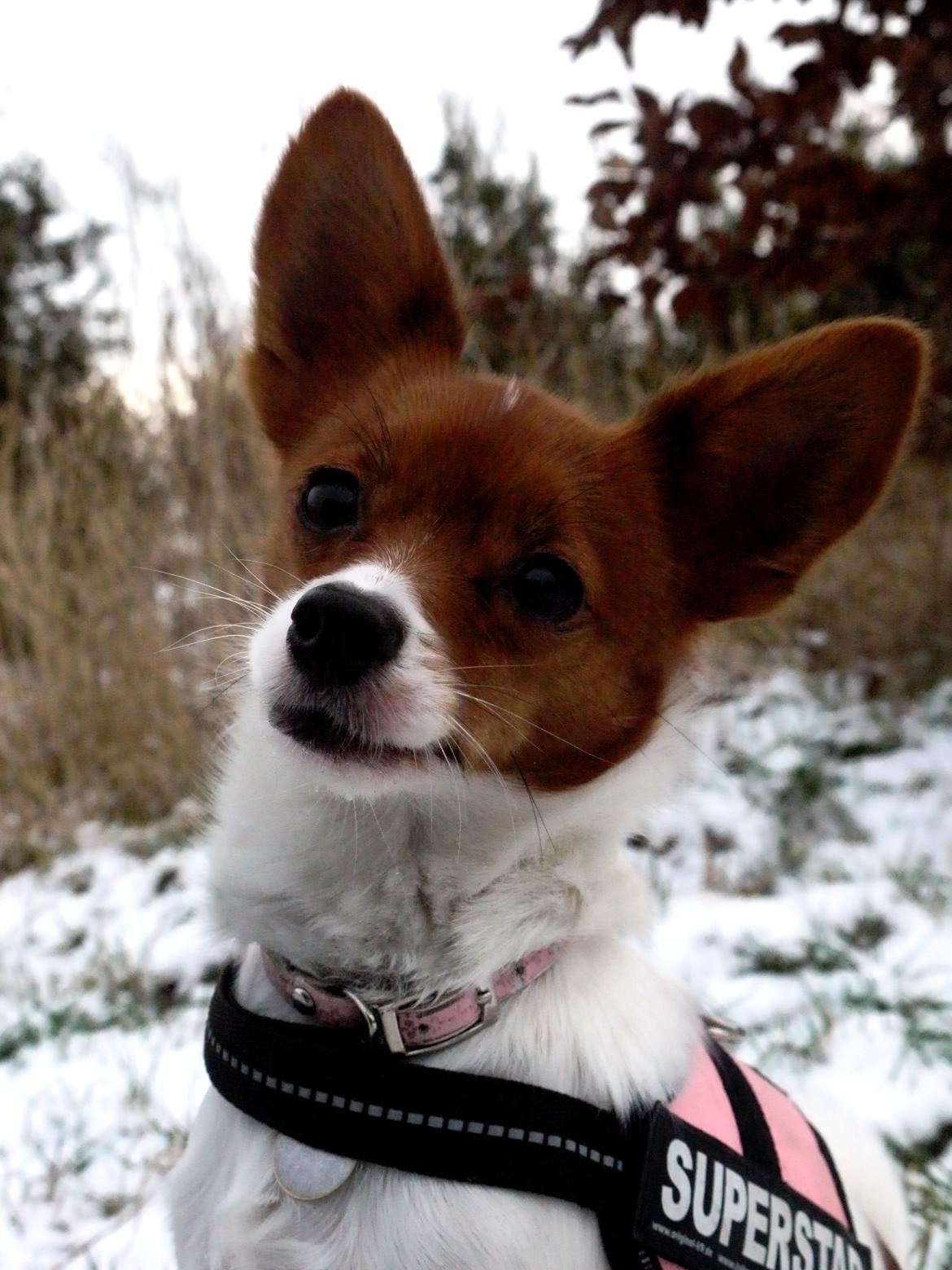 Blanding af racer Poe billede 8