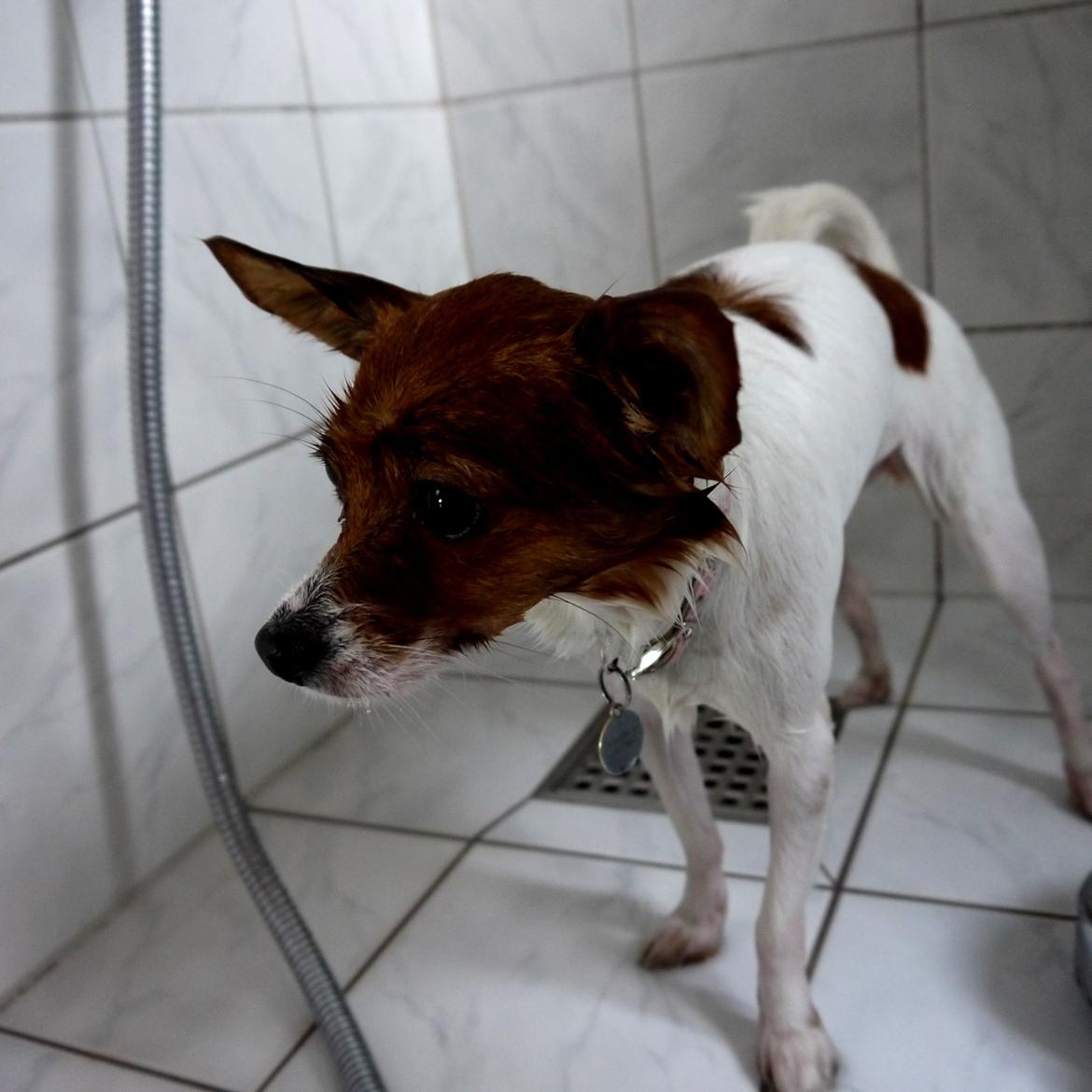 Blanding af racer Poe billede 15