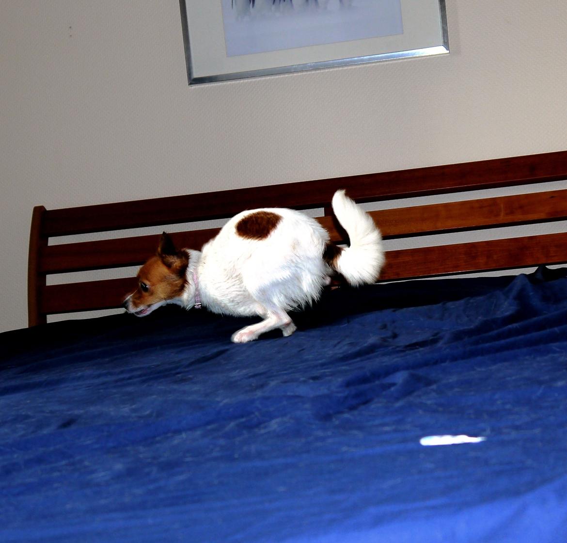 Blanding af racer Poe billede 10