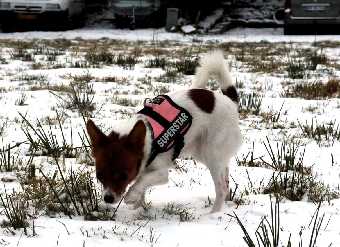 Blanding af racer Poe billede 26