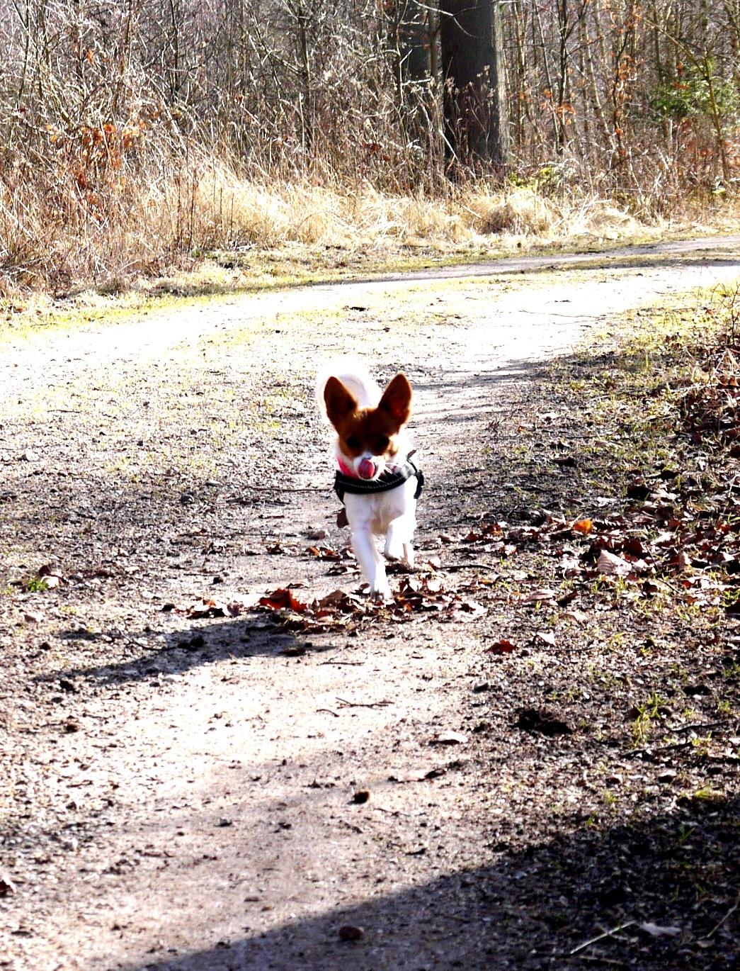 Blanding af racer Poe billede 36