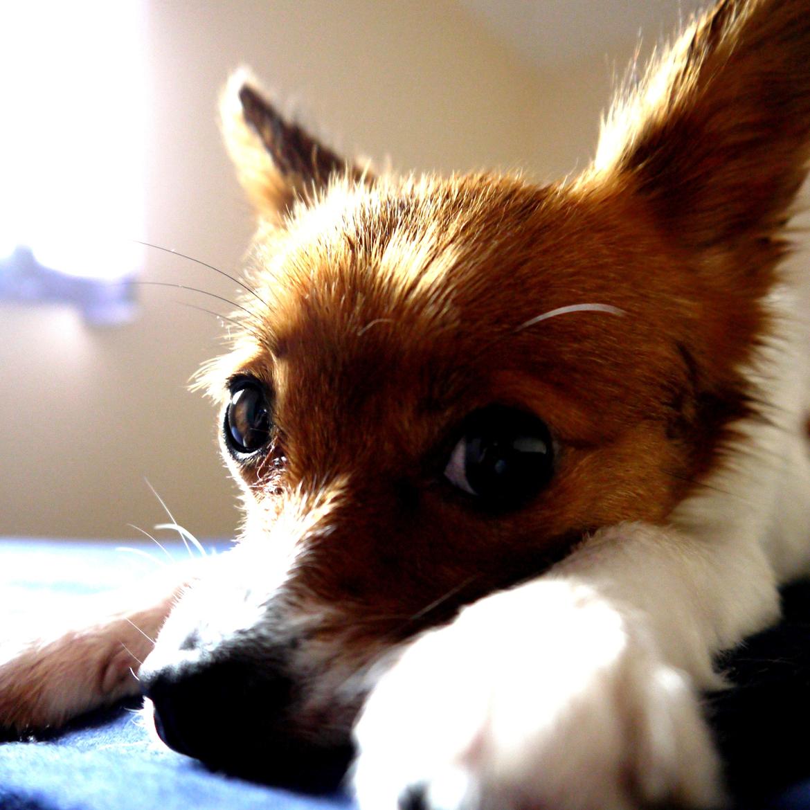 Blanding af racer Poe billede 17