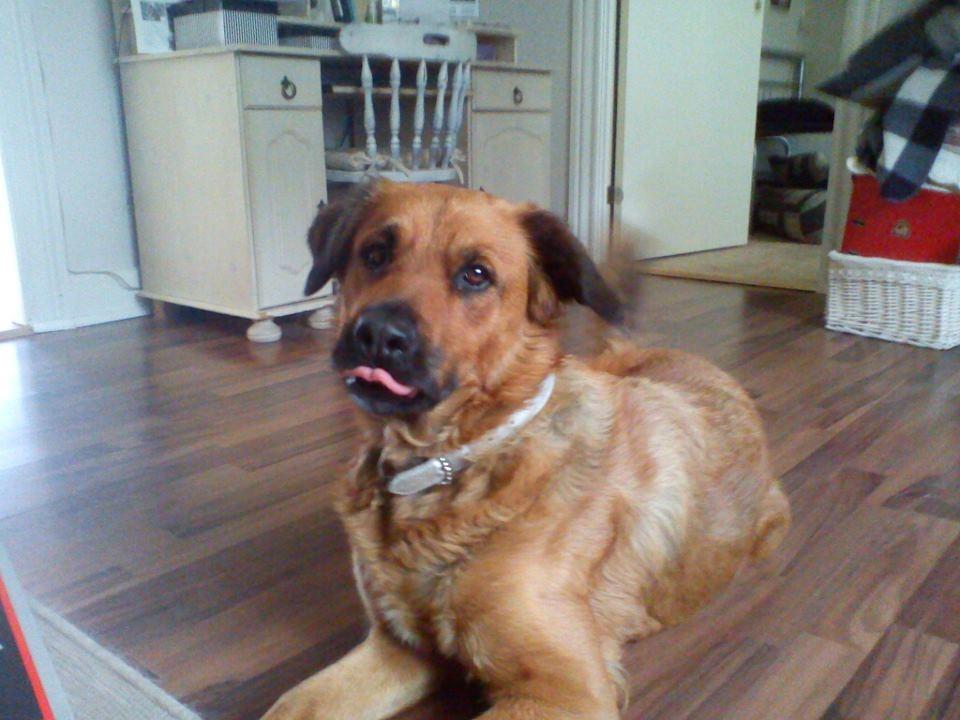 Blanding af racer Molly billede 2