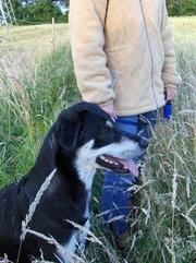 Blanding af racer Joy billede 1