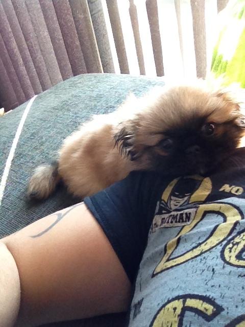 Pekingeser Lucka - d. 23/3 billede 3