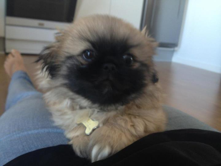 Pekingeser Lucka - d. 23/3.  billede 4